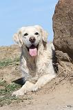 GOLDEN RETRIEVER 171
